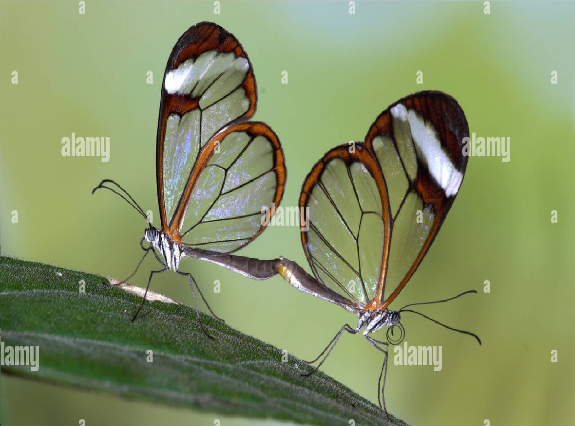 Glasswing Butterfly : दुनिया की सबसे अनोखी तितली, उड़ते समय गायब हो जाते हैं पंख, 